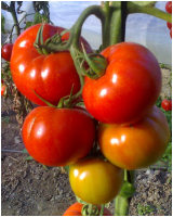 Tomates biol�gicos