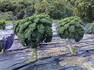 Verduras biol�gicas